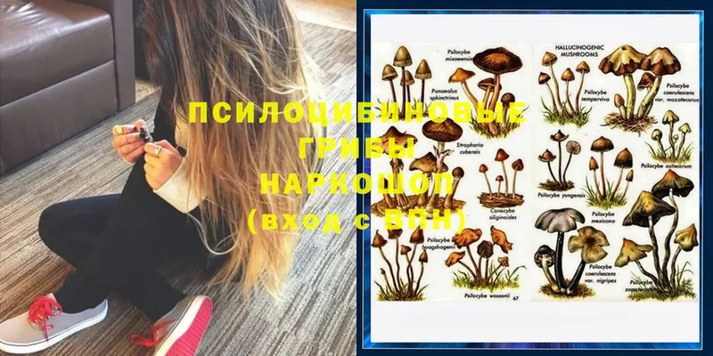 где купить   Багратионовск  Псилоцибиновые грибы Cubensis 